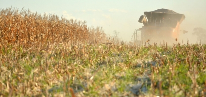 Seca já destruiu 35% da área plantada de milho no MS