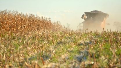 Seca já destruiu 35% da área plantada de milho no MS