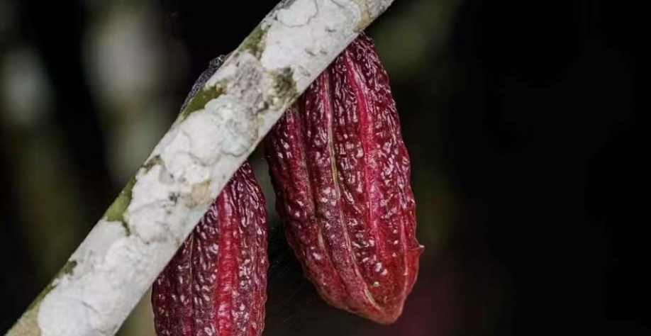 Cotações do cacau avançam novamente — Foto: Foco Filmes