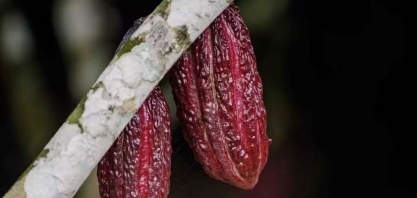 Contratos agrícolas sobem na bolsa de Nova York abre em alta