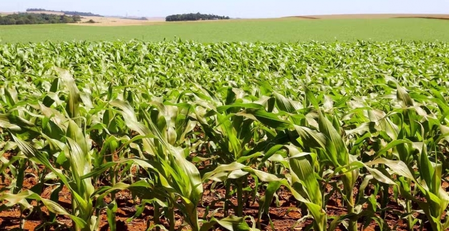 Fávaro: “Foi determinação do presidente Lula que o BNDES entrasse com o pé no acelerador neste novo Plano Safra” — Foto: Jaelson Lucas / AEN
