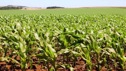 Governo confirma valores do Plano Safra 24/25; veja outros detalhes