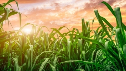 Moagem de cana-de-açúcar em Minas Gerais alcança 18,8 milhões de toneladas