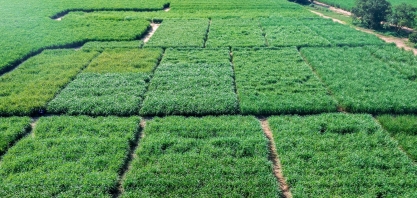 Variedades de cana-energia produzem mais etanol em áreas restritivas e atendem demanda para cogeração de energia