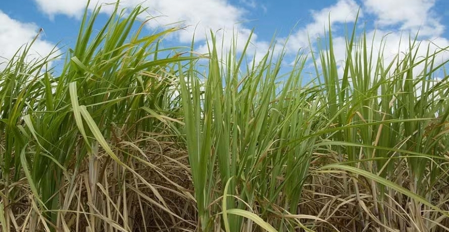 Produtividade dos canaviais do Centro-Sul está 3,5% menor no acumulado da safa até maio — Foto: Wenderson Araujo/CNA