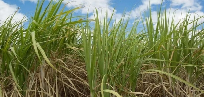 Açúcar tem alta em NY com suporte de câmbio e clima no Brasil