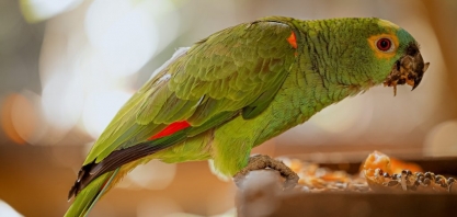 Usina Lins reafirma seu compromisso com a Sustentabilidade no Mês do Meio Ambiente