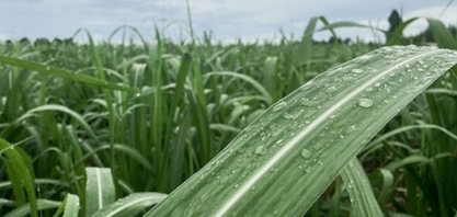 Temperatura em queda, geada e chuvas isoladas são destaques da previsão do tempo hoje; confira
