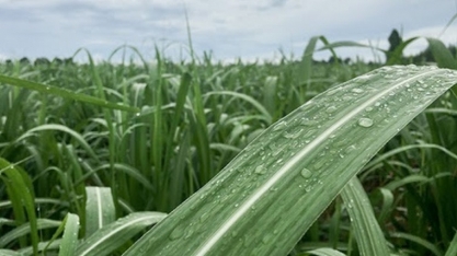 Temperatura em queda, geada e chuvas isoladas são destaques da previsão do tempo hoje; confira
