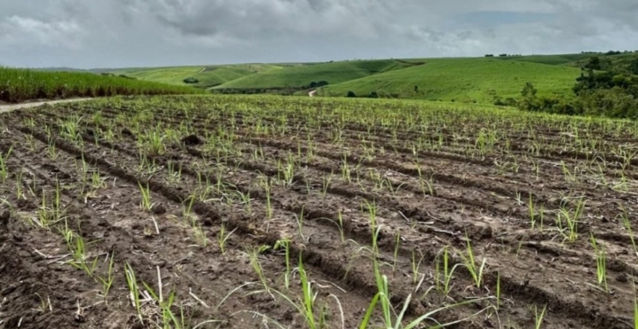 Produtores iniciam plantio de inverno da cana - Foto: Assessoria