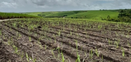 Produtores iniciam plantio de inverno da cana
