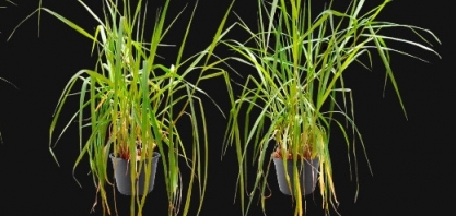 Pesquisa propõe alternativa promissora para o uso mais racional e eficiente de fertilizantes nitrogenados em pastagens tropicais