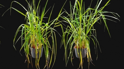 Pesquisa propõe alternativa promissora para o uso mais racional e eficiente de fertilizantes nitrogenados em pastagens tropicais