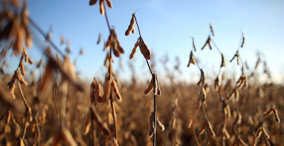 China adquire grande parte da soja exportada pelo Brasil. Reuters
