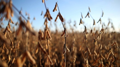 Abiove vê biocombustível com fator para avanço da soja diante de estratégia chinesa