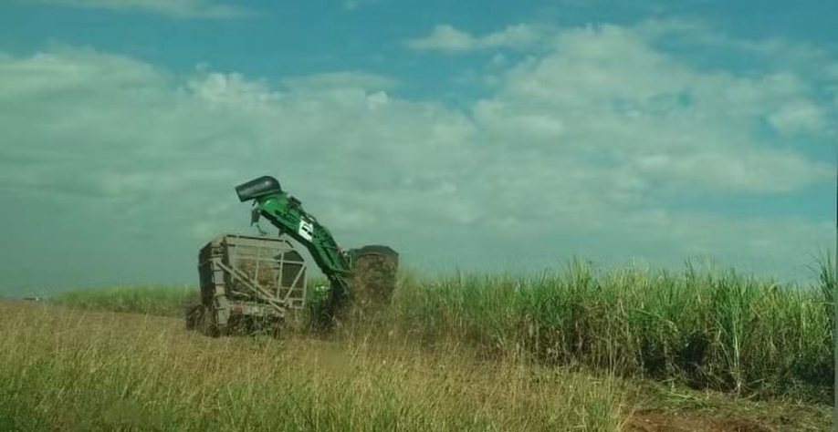 Prejuízo na safra e benefício para colheita: entenda como onda de calor por impactar o cultivo da cana-de-açúcar no interior de São Paulo — Foto: Claudia Assencio/g1