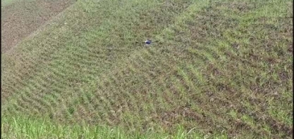 Usina Santo Antonio, em Alagoas, utiliza drones para realizar o manejo da cana nas áreas de encosta