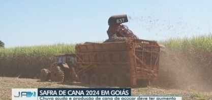 Chuva ajuda e produção de cana de açúcar deve ter aumento
