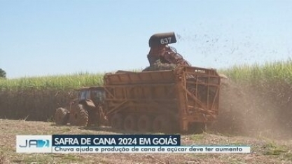 Chuva ajuda e produção de cana de açúcar deve ter aumento
