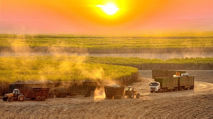 Moagem de cana-de-açúcar atinge 44,75 milhões de toneladas na primeira quinzena de maio
