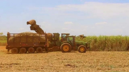 Estiagem provoca perda de 3,5% na produtividade da cana em MS