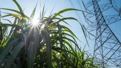 CEISE Br apoia a criação do NEP Bio – Núcleo Estratégico de Pessoas da Bioenergia