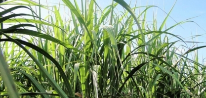 CTC faz parceria com Ginkgo para combater pragas nas lavouras de cana
