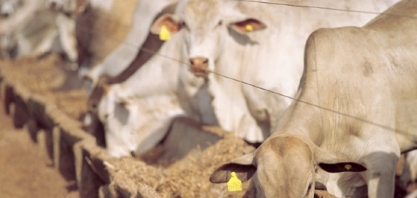 Coprodutos do etanol de milho para alimentação animal se tornam matéria-prima de pesquisa