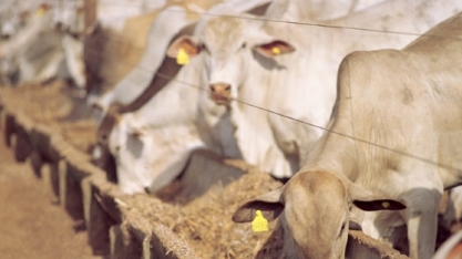 Coprodutos do etanol de milho para alimentação animal se tornam matéria-prima de pesquisa