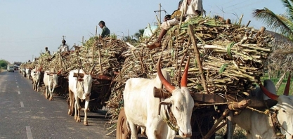 Hedgepoint: balanço global de açúcar e fluxo comercial