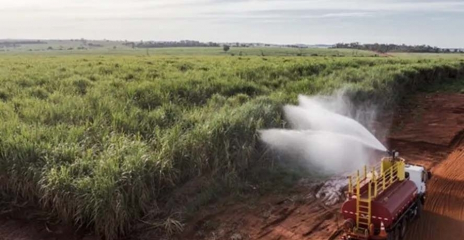 Canaviais da BP Bunge Bioenergia; empresa tem 11 usinas no Brasil — Foto: BP Bunge Bioenergia/Divulgação