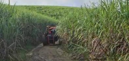 Coaf prevê moagem de quase 1 milhão de toneladas de cana com safra recorde prevista para o estado