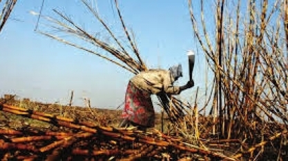 Governo de Moçambique assina memorando com Ubrabio para desenvolvimento de biocombustíveis