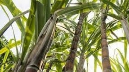 Agro paulista cresce 12,8% nos primeiros cinco meses de 2024