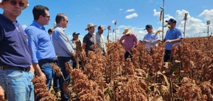 Inpasa fecha parceria com a Embrapa para diagnóstico sobre Sorgo