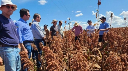 Inpasa fecha parceria com a Embrapa para diagnóstico sobre Sorgo