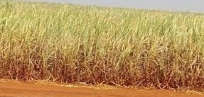 Retorno do fenômeno meteorológico La Niña vai baixar a temperatura global; veja como o Brasil será afetado