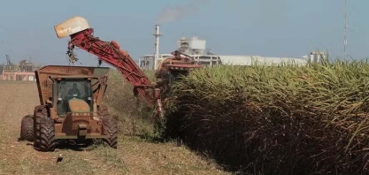 Cocal eleva lucro em 1% na temporada 2023/24