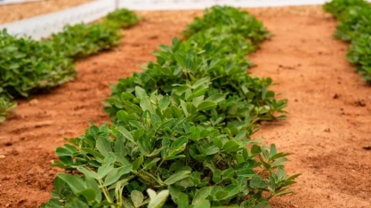 Área plantada com amendoim é a maior dos últimos 12 anos no Paraná