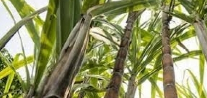 Datagro revisa para baixo estimativa sobre produção de açúcar no centro-sul