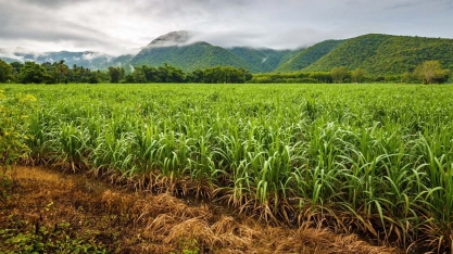Monções avançam em quase toda a Índia beneficiando lavouras