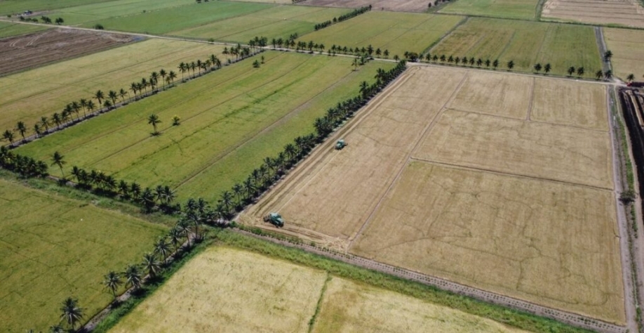 Cooperativa adquiriu unidade de beneficiamento de arroz no Baixo São Francisco e vem apostando na cultura. Foto: Cooperativa Pindorama