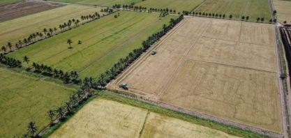 Arroz ganha força em AL e vira opção para entressafra da cana