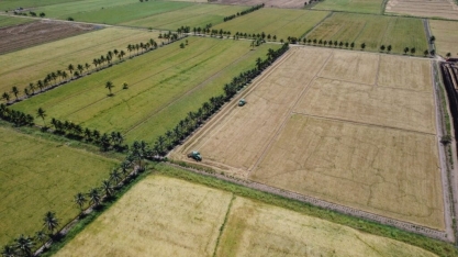 Arroz ganha força em AL e vira opção para entressafra da cana