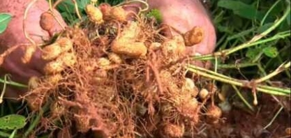 Produção de amendoim mais que triplica no Brasil, ganha o mundo e pesquisadores já criam tipos mais saudáveis