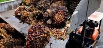 Importação de óleo de palma pela Índia atinge máxima em 6 meses em junho