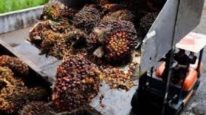 Importação de óleo de palma pela Índia atinge máxima em 6 meses em junho