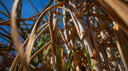 CNA debate propostas do setor sucroenergético em tramitação no Legislativo