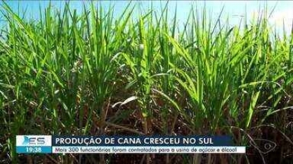 Produção de cana cresce no Sul do ES: mais de 300 funcionários foram contratados em usina