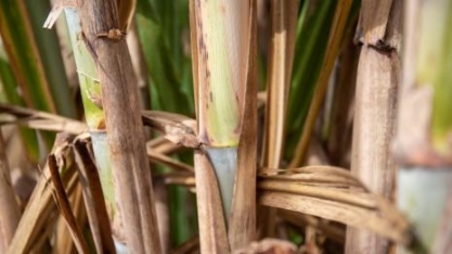 Praga da broca pode gerar perdas próximas a R$ 8 bilhões aos canaviais, alerta Sindiveg